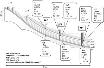 Nitrogen Loss from Pristine Carbonate-Rock Aquifers of the Hainich Critical Zone Exploratory (Germany) Is Primarily Driven by Chemolithoautotrophic Anammox Processes